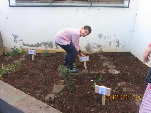Organização da horta.
Criamos um espaço para plantar as ervas aromáticas e plantas de chã, outro para as sementeira e outro para as plantações.